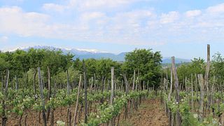 Dégustation de vins et visite chez Baia's Wine