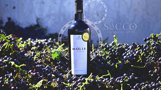 Degustazione di vini classici e tour a Sacco Vignaioli Apuli