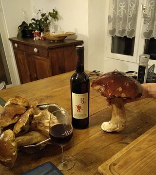 Degustazione di vini e tour a Le Mas De Ronnel