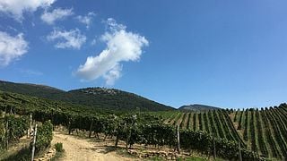 Campania's Cilento Wine & Olive Dream