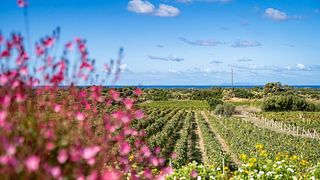 Essenza della Sardegna alla Cantina Li Duni: 6 Vini Eccezionali