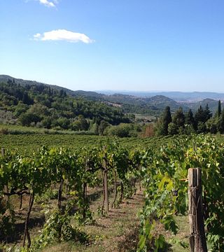 Degustazione di vini e tour in cantina alla Fattoria Montereggi