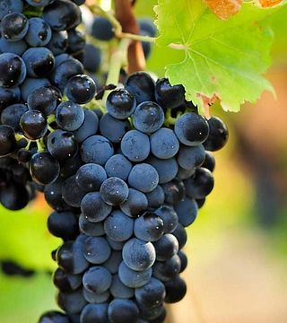 Vin - Provsmakning av olivolja och keramik på besök i Heraklion