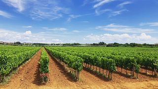 Pervino Winery