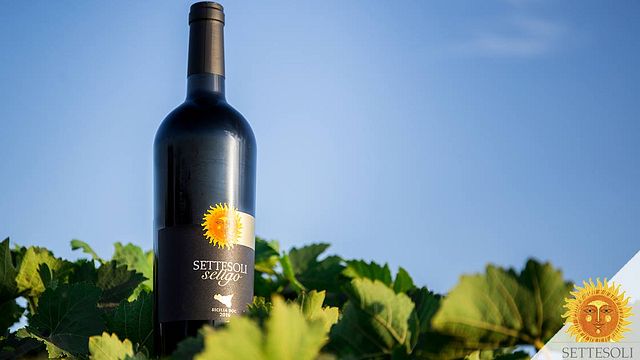 Wine Tasting and Tour at Cantine Settesoli