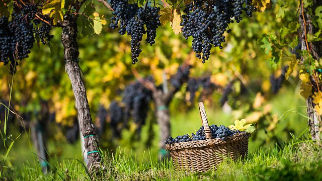 Ferdinand Winery
