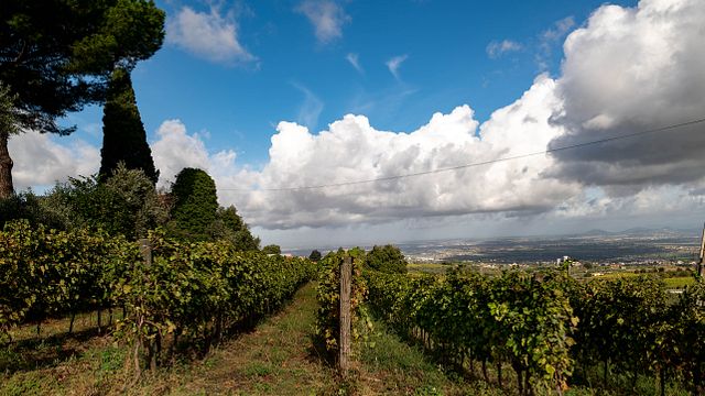 Degustação de Vinhos de Luxo