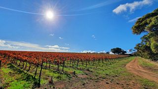Degustazione di vini e tour presso Five Geese Wines