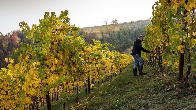 Mèttola Winery