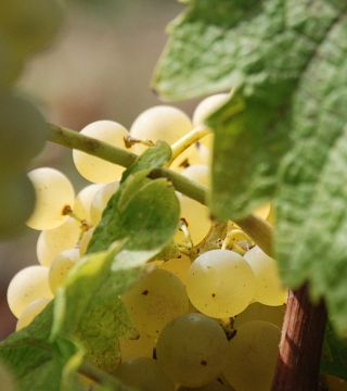 Explore a Tuscan Organic Farm with Wine Tasting