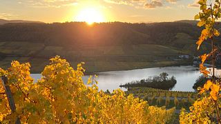 Weingut Hoffmann: A Legacy of Fine Wines