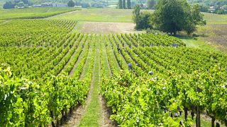 Bordeaux Biodynamic Wine & Gourmet Escape