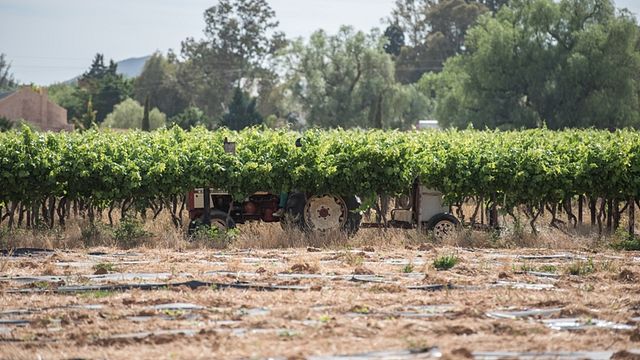 Dégustation de vins et visite du vignoble Mcgregor