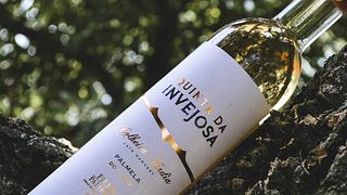 Dégustation de vins haut de gamme et visite chez Filipe Palhoça Vinhos