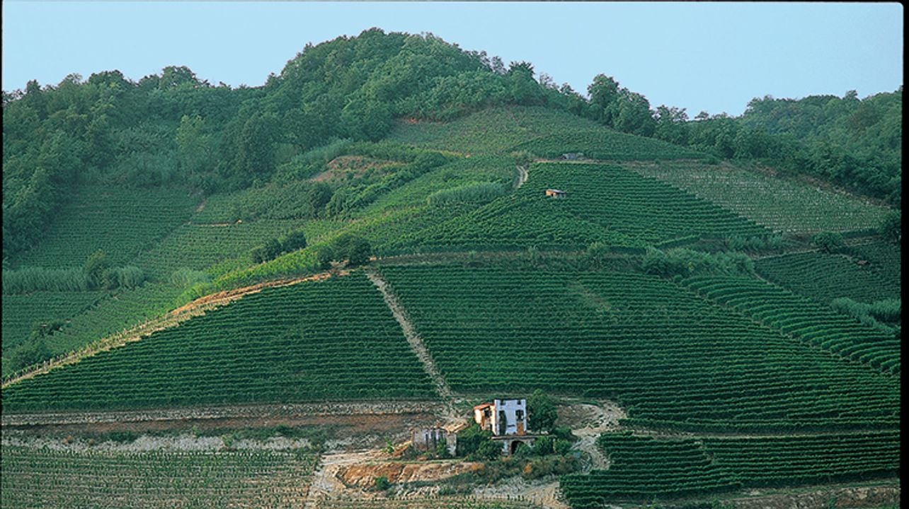 WINE TASTING