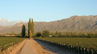 franskt arv | Bodega Alta Vista