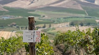 Helen B, a WSET certified wine guide