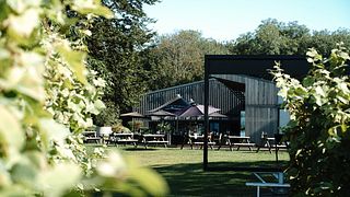 Visite du vignoble et dégustation de vin au domaine Tinwood Estate