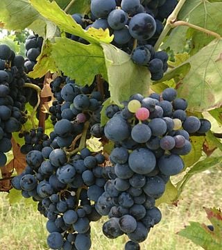 Eventos Gourmet de Vino en Vigna Della Cava