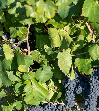 Weintour und Premium-Weinprobe