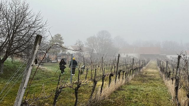 Excursão de inverno pelos bosques de Viena (novembro a março)