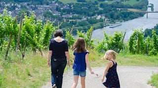 Passeio pela vinha e degustação de vinhos em Weingut Gindorf