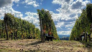 Premium-Weinprobe und Tour im Weingut Alario Claudio