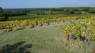 Dégustation et visite de vins au Château Lamothe Despujols