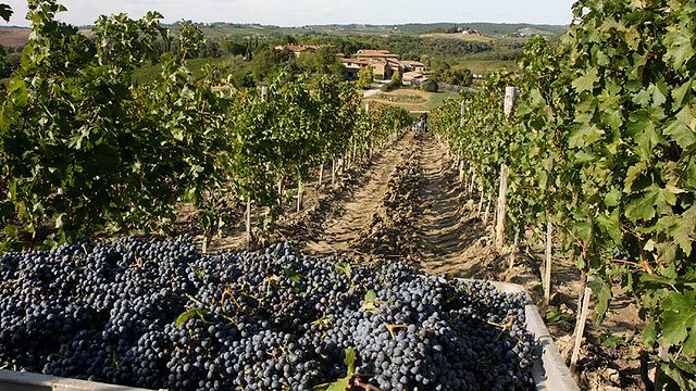 Degustação de vinhos e tour em San Fabiano Calcinaia