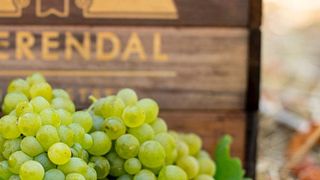 Visita y degustación en la bodega Meerandal