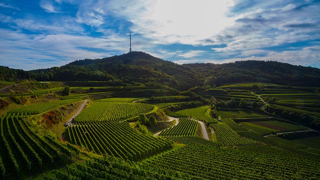 3 Weinprobe und Kellerführung in der Bickensohler Weinvogtei