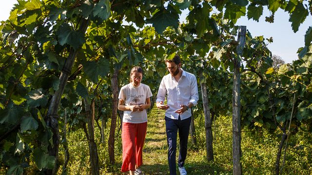 Tour enogastronomico presso la cantina di Baia