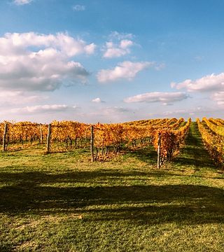 Wine Tasting and Tour at Cascina Longoria