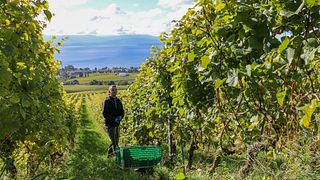 Domaine La Colombe: A Legacy of Biodynamic Winemaking