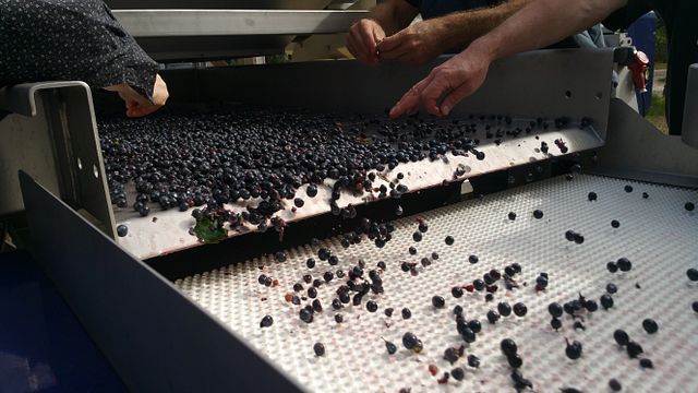 Bordeaux Bliss: Fronsac & Pomerol Wine Discovery