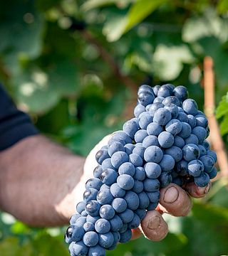 Apéritif vigneron au Domaine