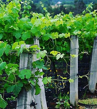 Degustazione di vini popolare presso Tatler Wines