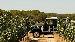Visita de Jipe e Prova Terroir