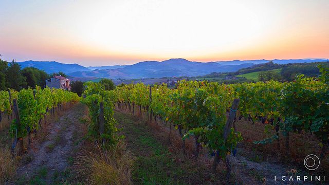 Wine Tasting and Winery Tour at I Carpini, Colli Tortonesi 