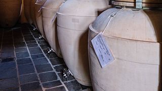 Friuli-Venezia Giulia: Elegant Wine Tour & Tasting at Colmello Di Grotta