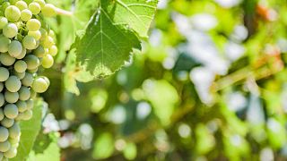 Mediterranean Wine & Taverna Feast in Washington