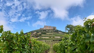Baden Biodynamic - En dag i en vinmakares liv
