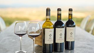 BASIC WINE TASTING