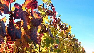 La sciabolata dello champagne a Pol Couronne