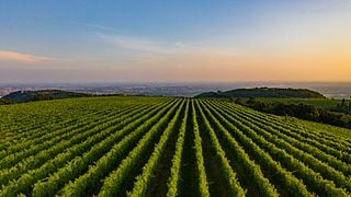 Veneto Wine Journey: Nicolis Winery Tour & Tasting