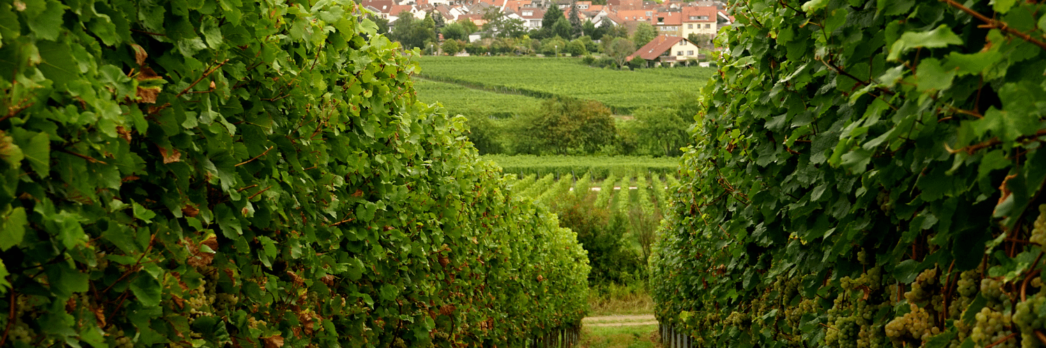 Deidesheim