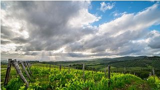 Fattoria Di Corsignano