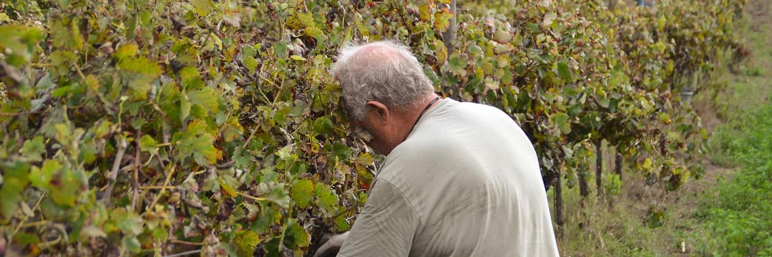 Vale De Cortém Vinhos Biologicos 2 Wt2025.jpg