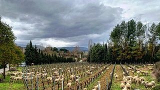 Bodega BadMan Wines