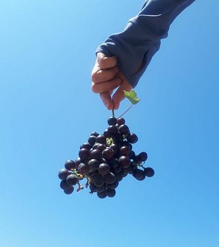 Domaine Nikolaou